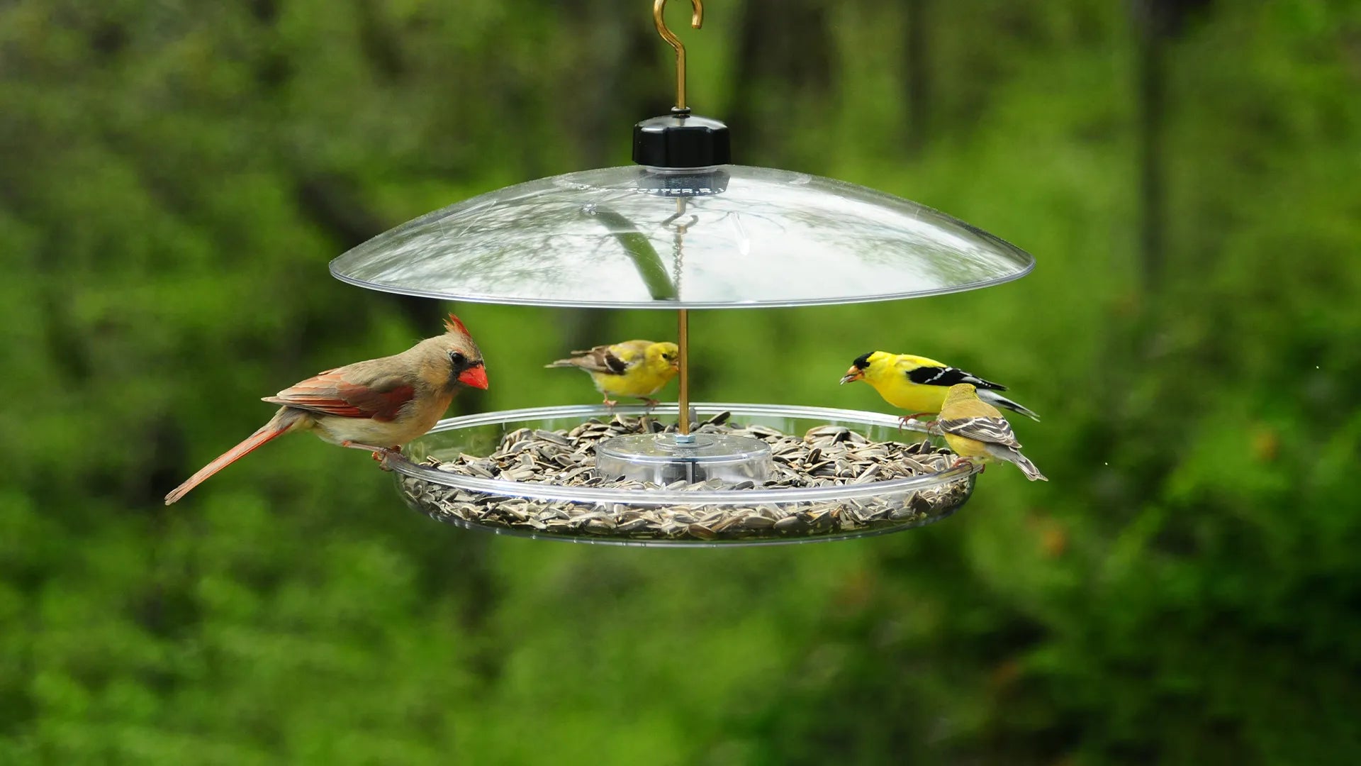 Quirky Bird Feeders – Decor Vibes Ltd